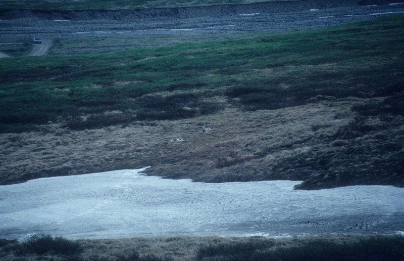 wolf and caribou kill