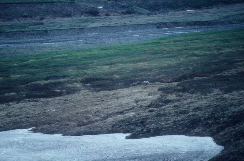 wolf leaving caribou kill