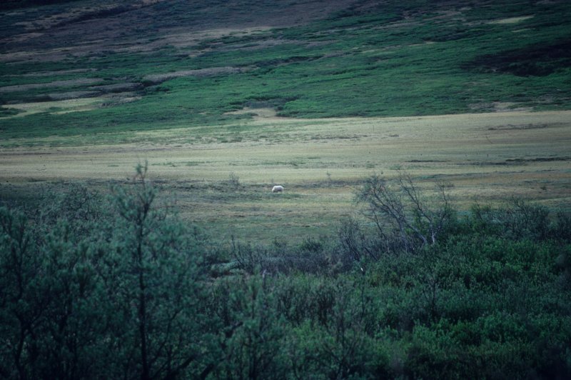 loner caribou