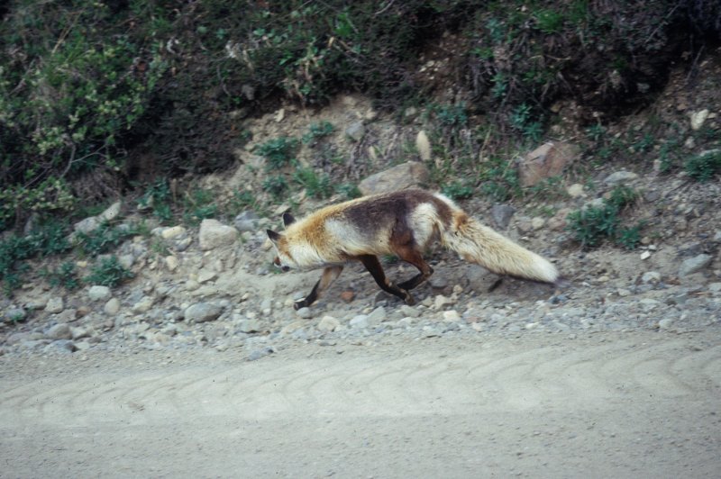 fox by the road