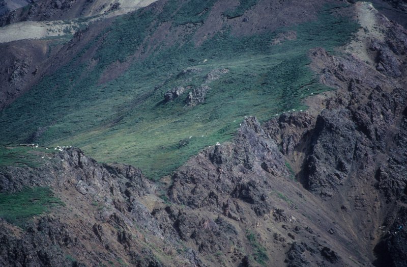 mountain goats