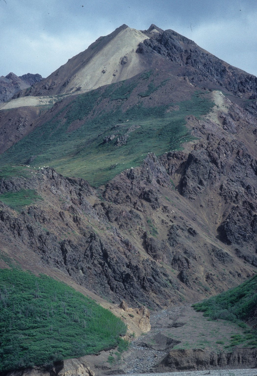 mountain goats