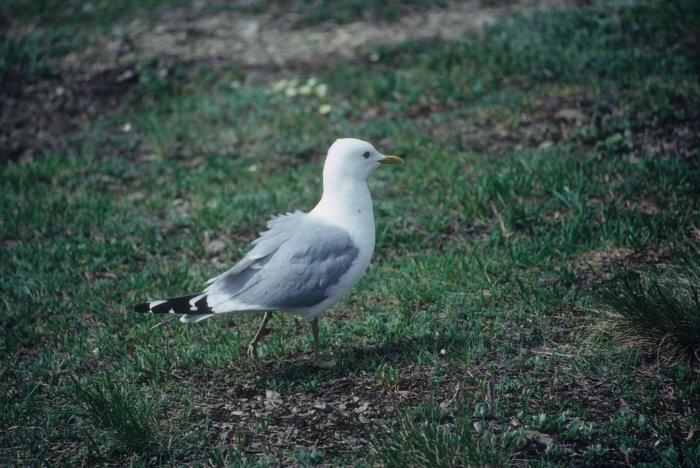 gull