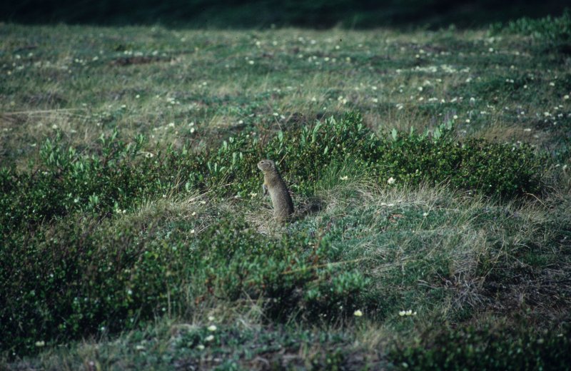 groundhog-like animal