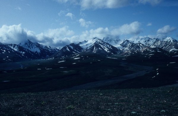 Denali scenery
