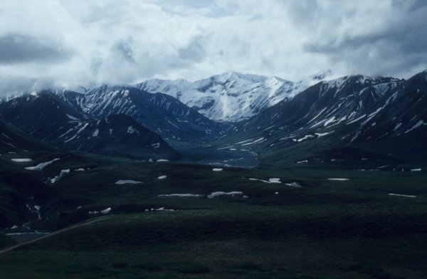 Denali scenery