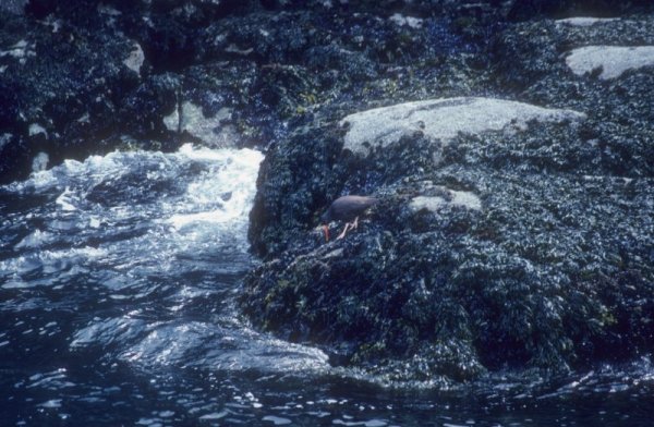 oystercatcher
