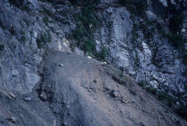 goats on a hillside