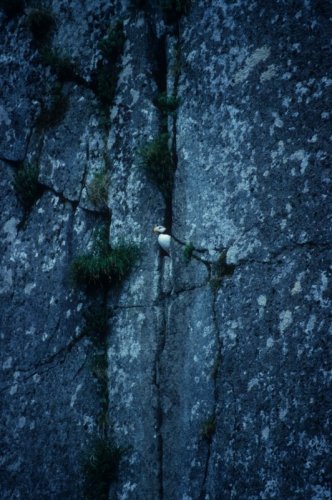 puffin in the rock