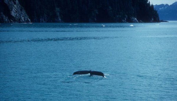 whale fluke