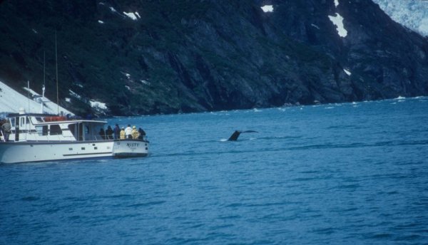 whale-watching boat