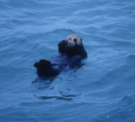 cute otter