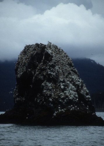 birds on rock