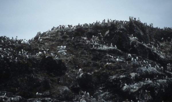birds on an island