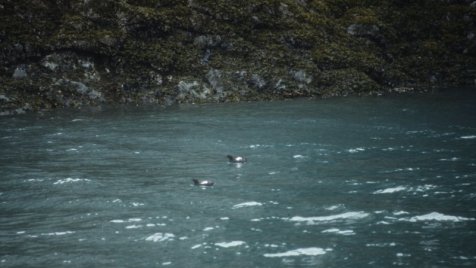 birds in the water