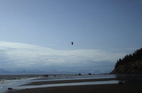 eagle over the beach