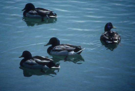 ducks