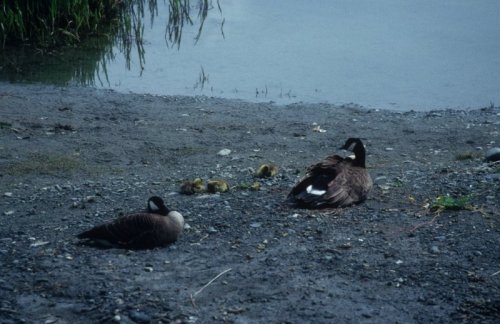 geese