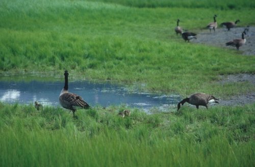 geese and ponds