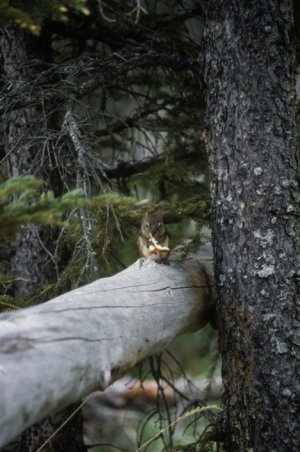 squirrel at the lake
