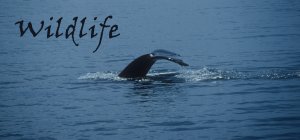 Wildlife