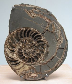 fossil @ NHM