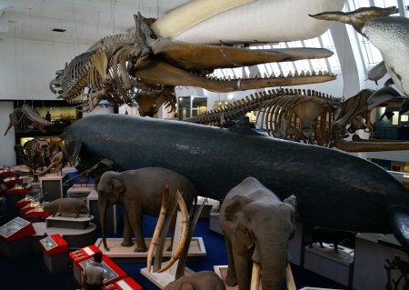 mammals exhibit