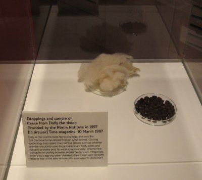 Dolly the sheep fleece & droppings