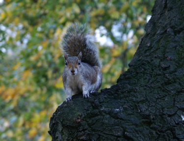 squirrel