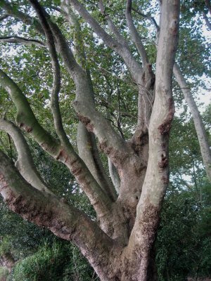 Bishop's Park tree