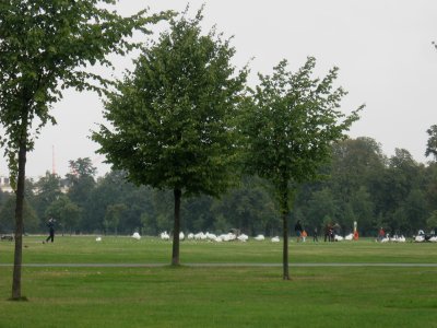 swans near the Round Pond