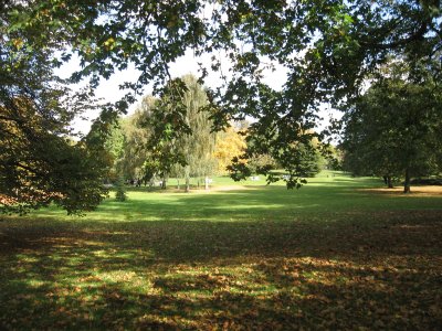 trees in Hyde Park