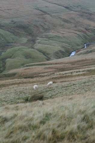 some Beacons residents