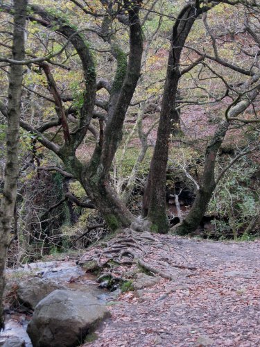 tree near Sgwd Clun Gwyn