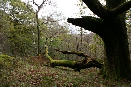 trees along the trail