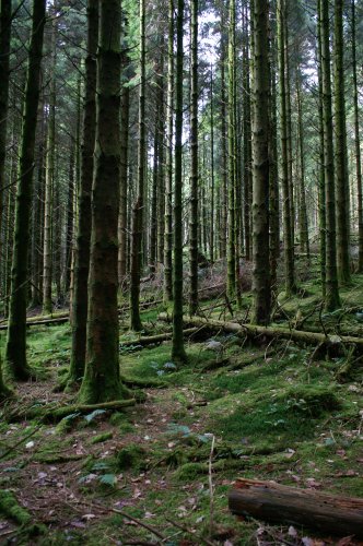 woods along the trail