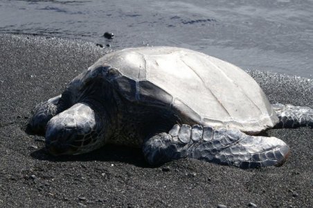 Turtle in sand