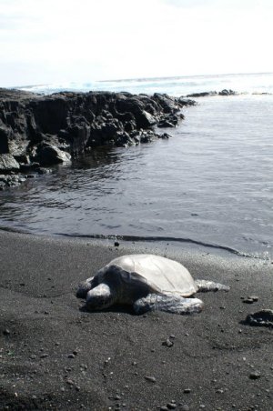 Turtle in sand