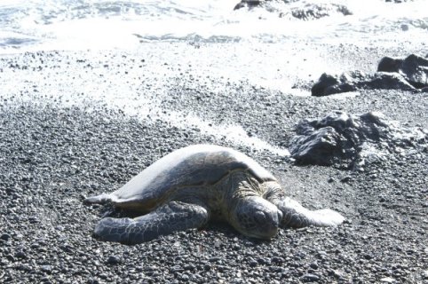 Turtle on sand