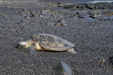 Turtle on sand