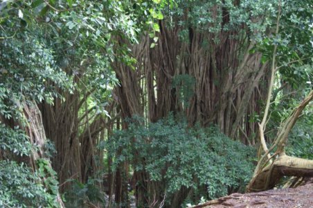 Banyan tree