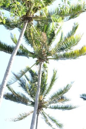 Palm trees
