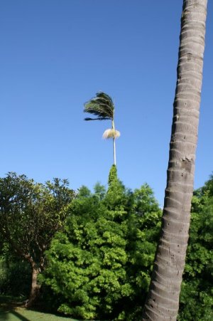 Palm with stress roots
