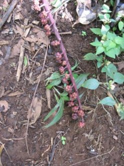 Berries
