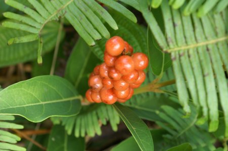 Berry cluster