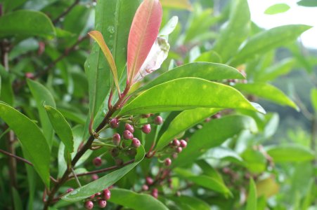 Berries