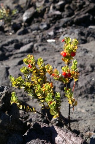 Ohelo berries
