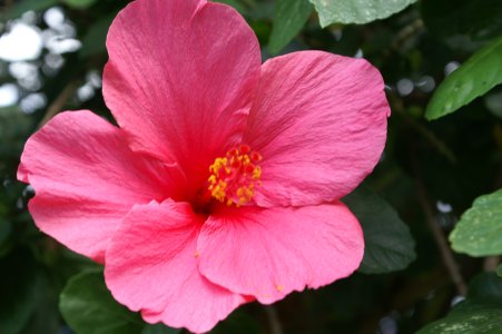 Hibiscus