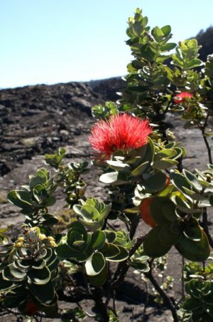 Ohia flowers