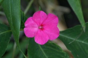 Phlox-like flower
